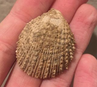 Tennessee Fossil Bivalve Cardium Dumosum Cretaceous Dinosaur Age Shell Clam