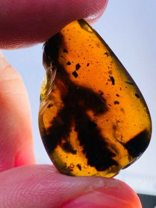 2.  22g Plant Tree Leaf&branch Burmite Myanmar Amber Insect Fossil Dinosaur Age
