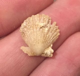 Florida Fossil Bivalve Chlamys Chipolanus Miocene Megalodon Age Shell Clam