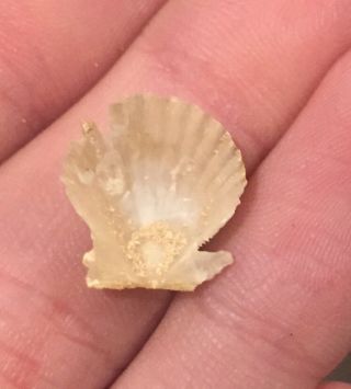 Florida Fossil Bivalve Chlamys chipolanus Miocene Megalodon Age Shell Clam 2