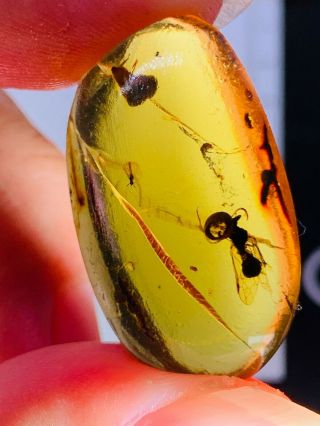 2.  8g Hymenoptera Wasp Bee Burmite Myanmar Burma Amber Insect Fossil Dinosaur Age