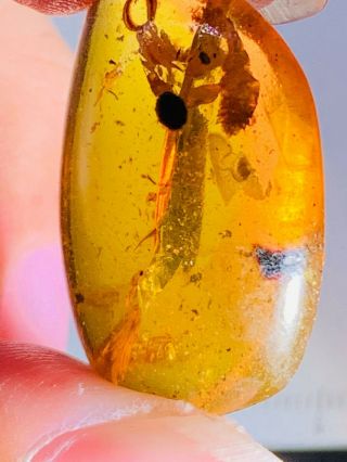 2.  43g Unknown Bug Burmite Myanmar Burmese Amber Insect Fossil Dinosaur Age