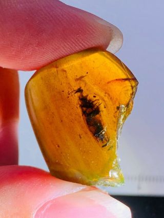 2.  32g Unknown Big Bug Burmite Myanmar Amber Insect Fossil Dinosaur Age