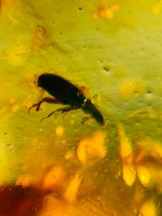 2g Coleoptera Beetle Burmite Myanmar Burmese Amber Insect Fossil Dinosaur Age