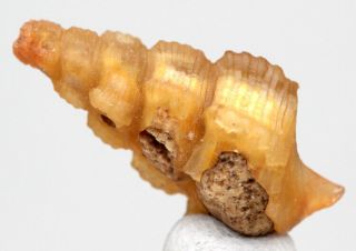 Chalcedony Sea Shell Snail Fossil Gastropod Specimen Fossilized Morocco Agate
