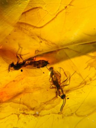 2 Diptera Fly Bug Burmite Myanmar Burmese Amber Insect Fossil Dinosaur Age