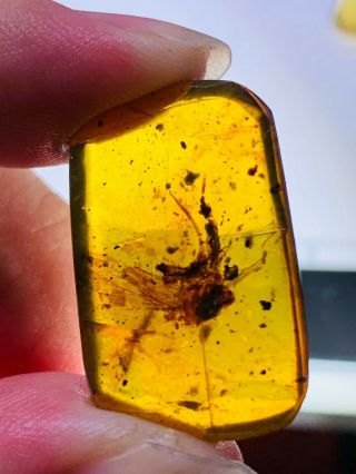 2.  46g Unknown Big Fly Burmite Myanmar Burmese Amber Insect Fossil Dinosaur Age