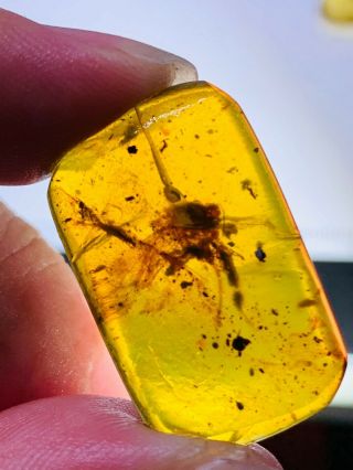 2.  46g unknown big fly Burmite Myanmar Burmese Amber insect fossil dinosaur age 2