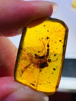 2.  46g unknown big fly Burmite Myanmar Burmese Amber insect fossil dinosaur age 3