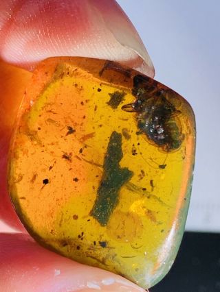 2.  74g Big Adult Roach Burmite Myanmar Burmese Amber Insect Fossil Dinosaur Age
