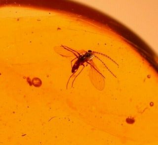 2 Flies In Authentic Dominican Amber Fossil Gemstone