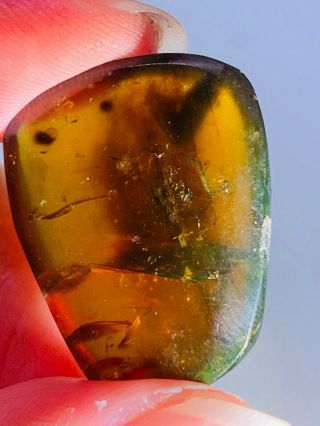 2.  81g Coleoptera beetle Burmite Myanmar Burmese Amber insect fossil dinosaur age 3