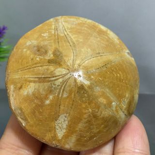 Natural Sea Urchin Starfish Sand Dollar Jurassic Age Madagascar 72g A1714