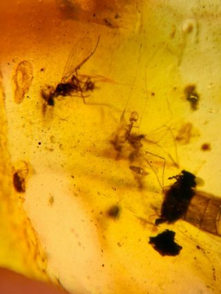 Beetle&2 Mosquito Fly Burmite Myanmar Burmese Amber Insect Fossil Dinosaur Age