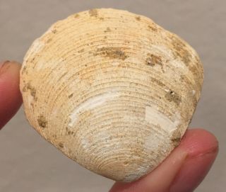 France Fossil Bivalve Plagiocardia Nodosum Miocene Fossil