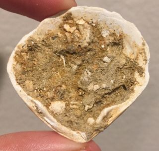 France Fossil Bivalve Plagiocardia nodosum Miocene Fossil 2