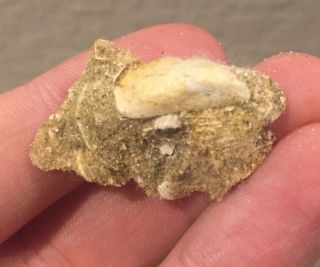 France Fossil Bivalve Mytilus Subantiqust Paleocene Age Shell Clam