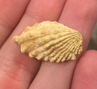 France Fossil Bivalve Cardita Elongata Miocene Megalodon Age Shell Clam