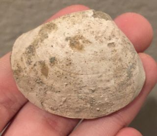 California Fossil Bivalve Spisula Abbotti Miocene Megalodon Age Shell Clam