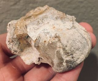 Florida Fossil Bivalve Mercenaria Capax Miocene Megalodon Age Shell Clam