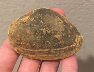 California Fossil Bivalve Tellina Oldroydi Miocene Megalodon Age Fossil Shell