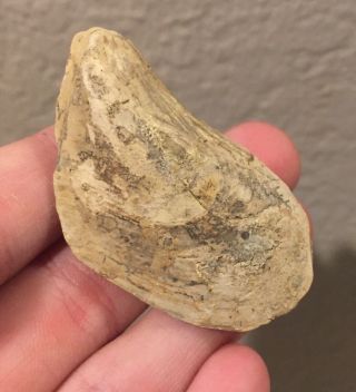 Kansas Fossil Bivalve Promytilus Vetulus Pennsylvanian Trilobite Age Shell Clam