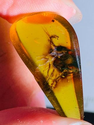 1.  41g Unknown Bug Burmite Myanmar Burmese Amber Insect Fossil Dinosaur Age