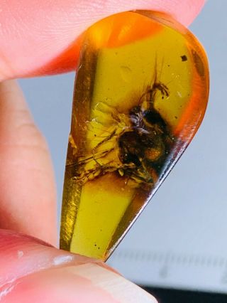 1.  41g unknown bug Burmite Myanmar Burmese Amber insect fossil dinosaur age 2