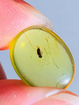 0.  6g Coleoptera Beetle Burmite Myanmar Burmese Amber Insect Fossil Dinosaur Age