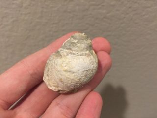 Texas Fossil Gastropod Tylostoma Sp.  Cretaceous Dinosaur Age Fossil Snail Shell
