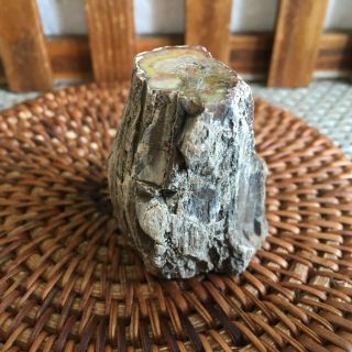 72g Polished Petrified Wood Crystal Slice Madagascar Ps2597