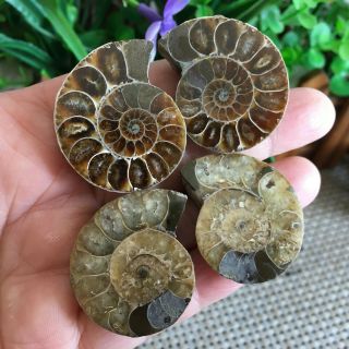 44g 2pairs Of Small Split Ammonite Specimen Shell Healing Madagascar Ps2596