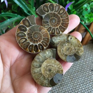 44g 2pairs of small Split Ammonite Specimen Shell Healing Madagascar ps2596 2