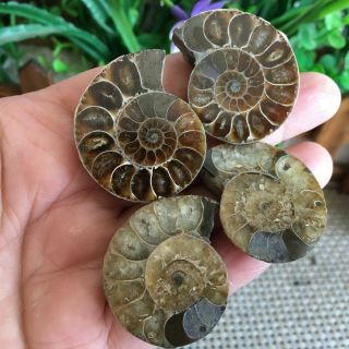 44g 2pairs of small Split Ammonite Specimen Shell Healing Madagascar ps2596 3