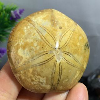 Natural Sea Urchin Starfish Sand Dollar Jurassic Age Madagascar 60g A2214