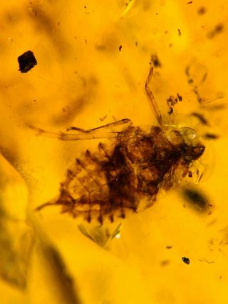Leafhopper Cicada Larva Burmite Myanmar Burma Amber Insect Fossil Dinosaur Age