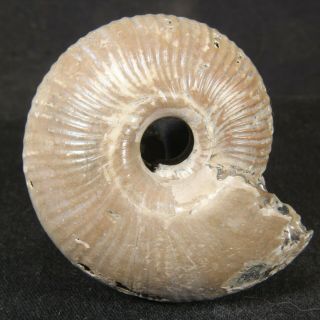5.  2cm/2in Nacre Pyrite Ammonite Funiferites Jurassic Callovian Russian Fossils