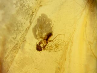 Barklice Booklice Fly Burmite Myanmar Burmese Amber Insect Fossil Dinosaur Age
