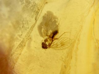 barklice booklice fly Burmite Myanmar Burmese Amber insect fossil dinosaur age 2