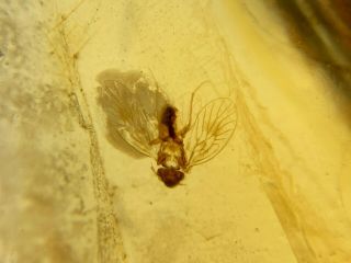 barklice booklice fly Burmite Myanmar Burmese Amber insect fossil dinosaur age 3