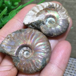 Nature Rainbow Iridescent Ammonite Shell Specimen Madagascar 31g 34 - 39mm B869
