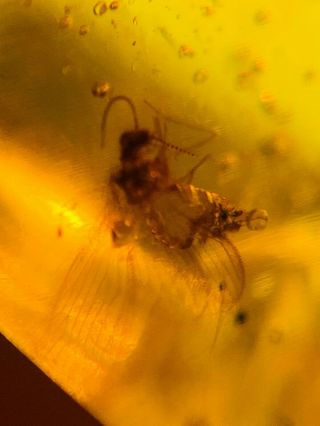 Neuroptera Fly Lacewing Burmite Myanmar Burmese Amber Insect Fossil Dinosaur Age
