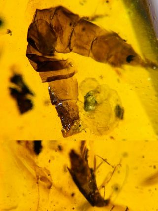 Beetle&diptera Fly Larva Burmite Myanmar Burma Amber Insect Fossil Dinosaur Age