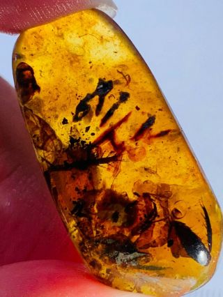 Maggot On Bug Residue Burmite Myanmar Burmese Amber Insect Fossil Dinosaur Age