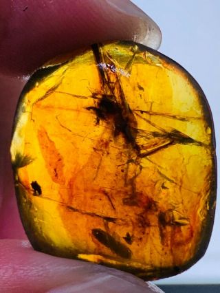 2.  48g Unknown Big Bug&beetle Burmite Myanmar Amber Insect Fossil Dinosaur Age