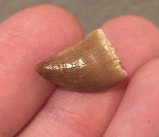 Morocco Fossil Mosasaur Tooth Cretaceous Dinosaur Fossil Age