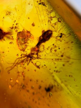 Unknown Neuroptera Fly Burmite Myanmar Burmese Amber Insect Fossil Dinosaur Age
