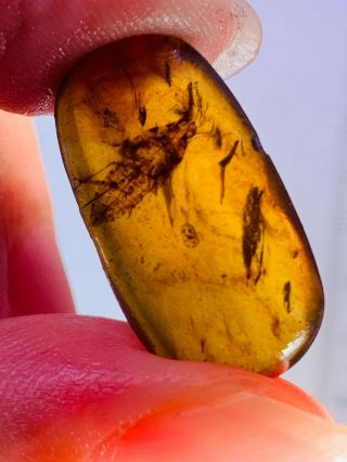 1.  14g Leafhopper Larva Burmite Myanmar Burmese Amber Insect Fossil Dinosaur Age