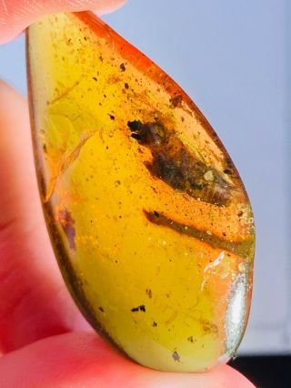 4.  07g Unknown Big Bug Burmite Myanmar Burmese Amber Insect Fossil Dinosaur Age