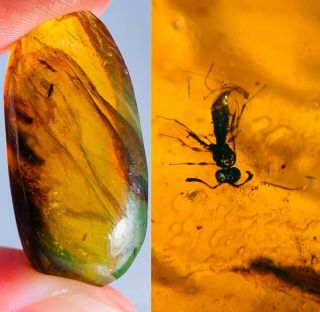 2.  8g Wasp Bee&mineral Burmite Myanmar Burmese Amber Insect Fossil Dinosaur Age
